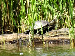 2018-06-16-Vierzon (80)